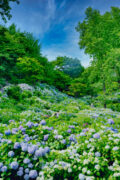 舞鶴自然文化園 アジサイ園